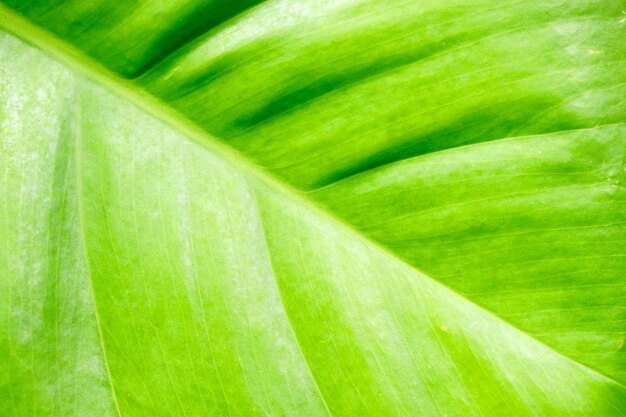 This picture is a green leaf.