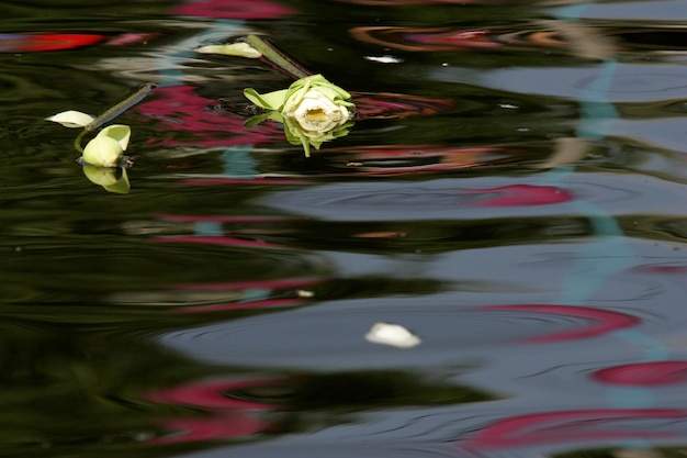 この写真は水に浮かぶ蓮の花です。