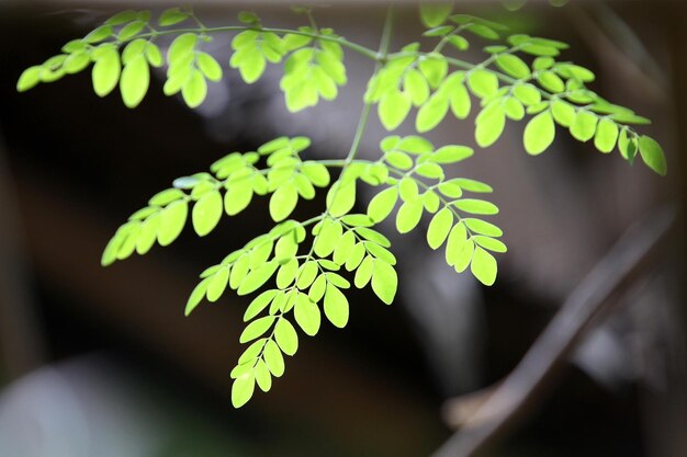 This picture is a natural leaf.