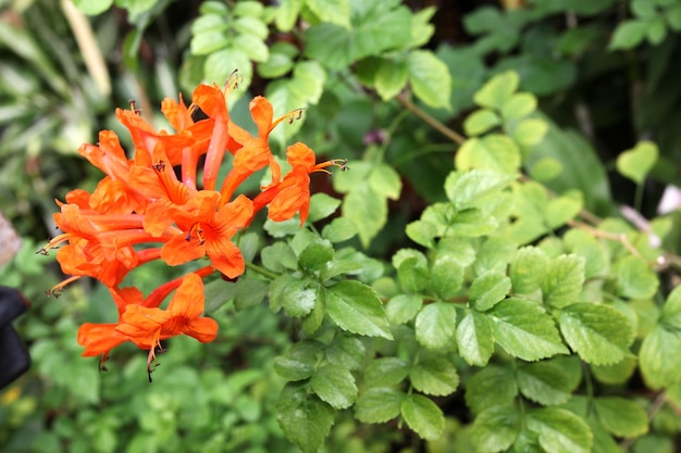 写真はオレンジ色の花です。