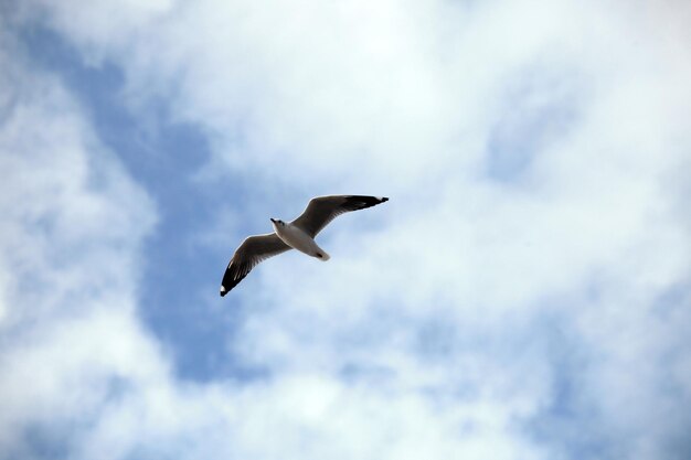 This picture is a seagull.