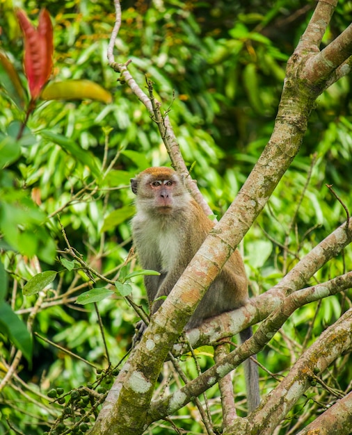 Photo this picture tells a longtailed monkey sitting on a tree branch