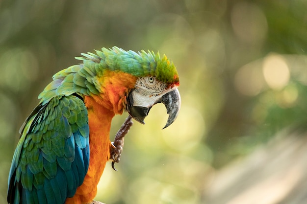 This specimen was a result of the crossbreeding of a Great green macaw and a Scarlet macaw