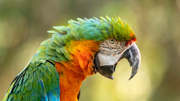 This specimen was a result of the crossbreeding of a Great green macaw and a Scarlet macaw