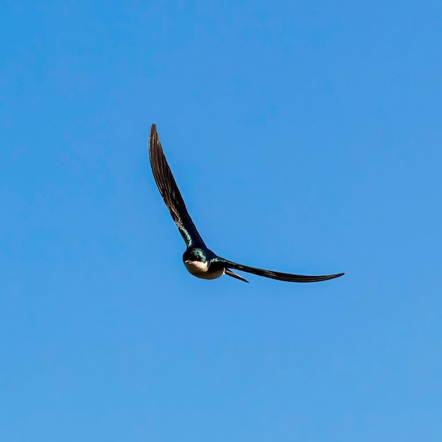 This tree swallow is flying with its wings curved upward it is\
coming straight towards us