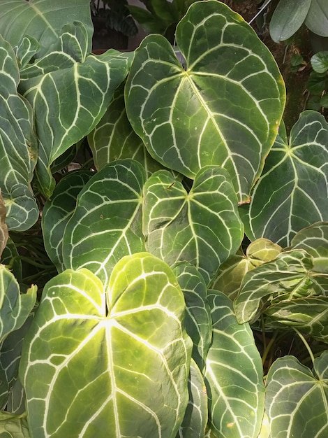 Foto questa bellissima pianta ornamentale anthurium crystallinum è esposta da tika di fronte al