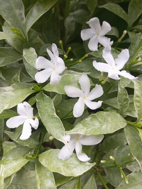 Фото Это белое растение мондокаки, кроме своих маленьких цветов, уникально и красиво, подходит для дома.