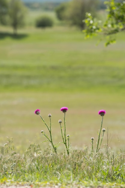 Чертополох цветет в поле ярко-фиолетовых цветов