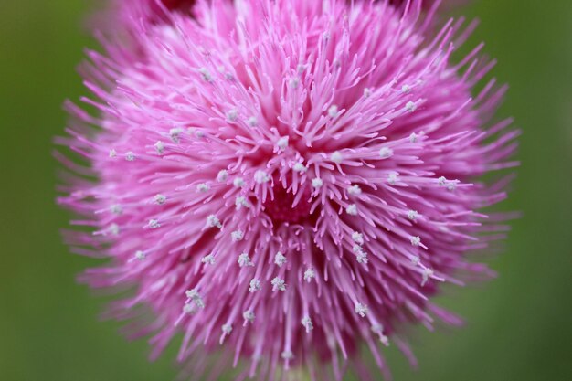 夏の畑のアザミのつぼみと花