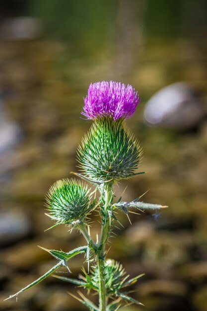 Thistle flower against the background of a spring closeup