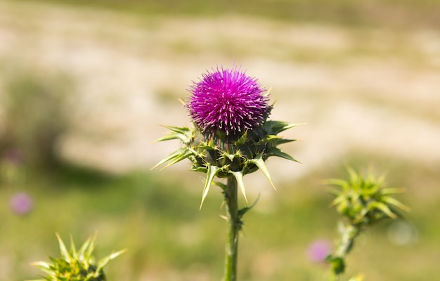 Foto fiore di cardo, erbe aromatiche