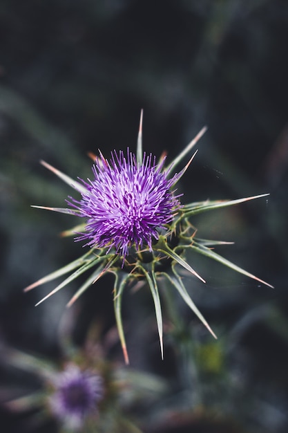 Thistle flower isolated