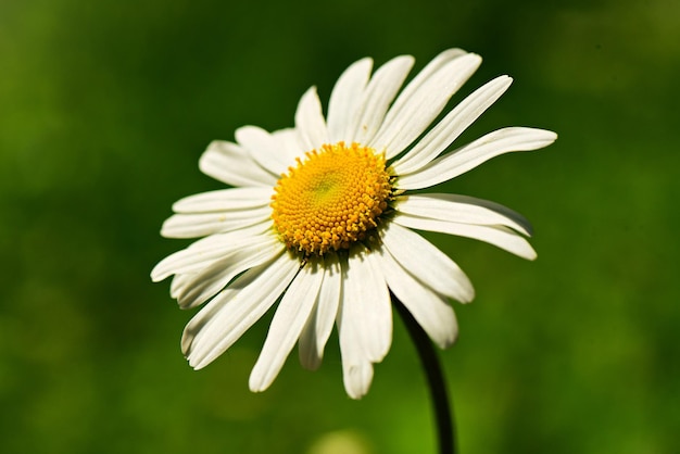 thistle flower in spring