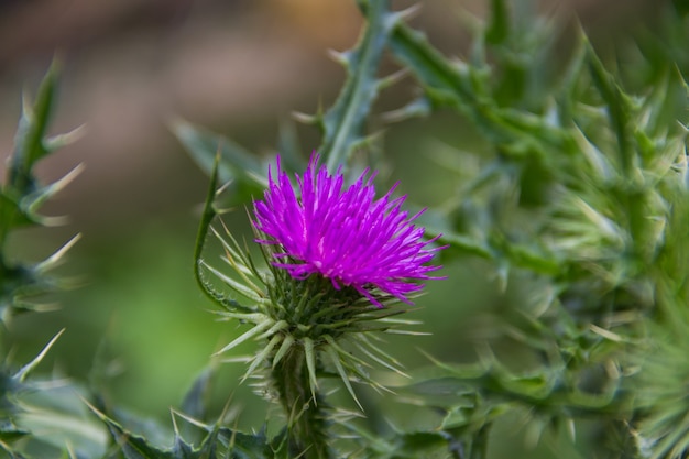 Thistle flower that grows in the Argentine mountains