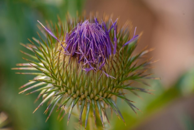 thistle flower