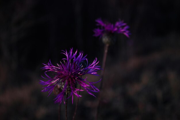 thistle flower