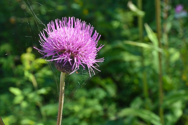 The Thistle flower