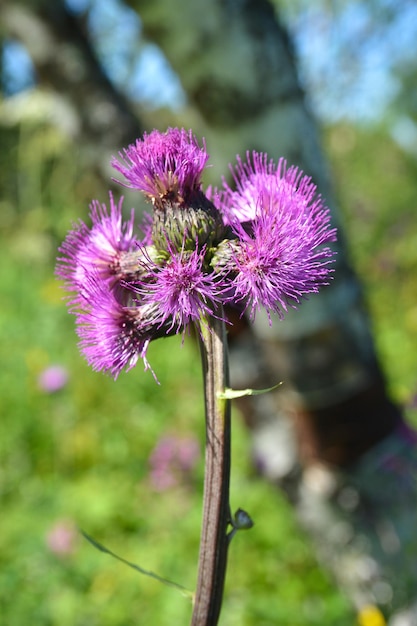 アザミの花