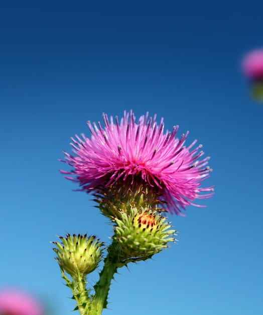 Thistle flower