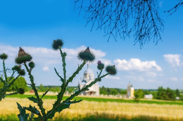 Thistle flowers on field on sky background