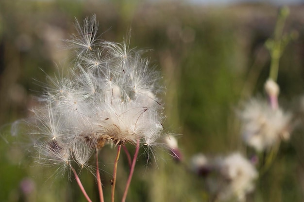 thistle fluffy seeds in summer meadow