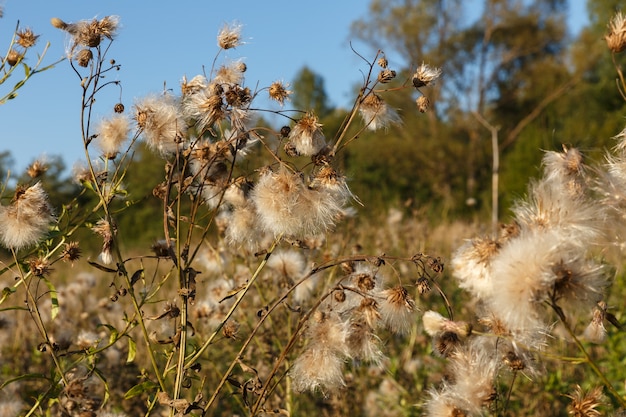 Thistle seed head