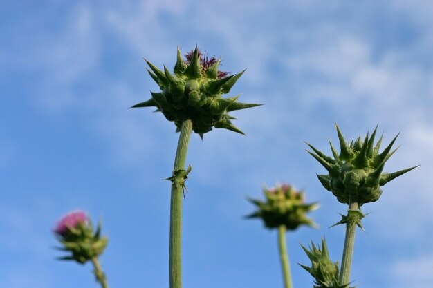 Cardo sulla superficie del cielo