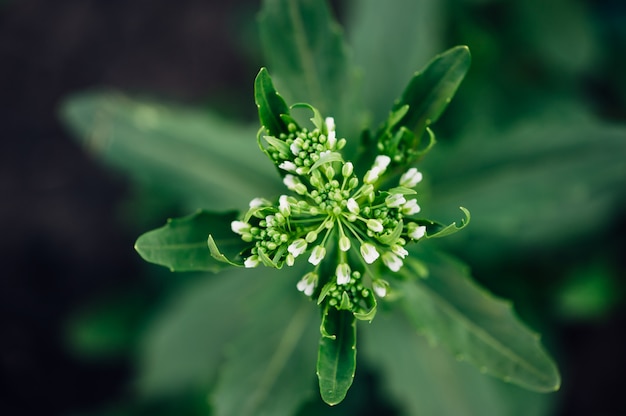 Thlaspi Arvense вид сверху. Сорняк в саду.