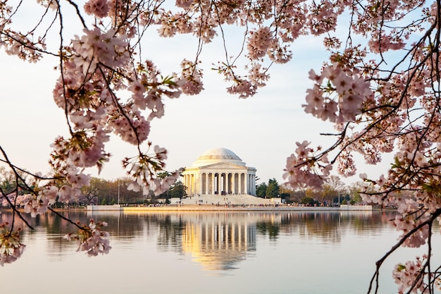 Thomas Jefferson Memorial omlijst door kersenbloesems