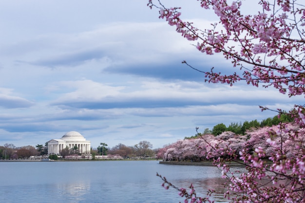 Thomas jefferson memorial tijdens cherry blossom festival bij het getijbekken, washington dc, de vs