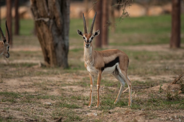 Thomson Gazelle beautiful posing for a photograph