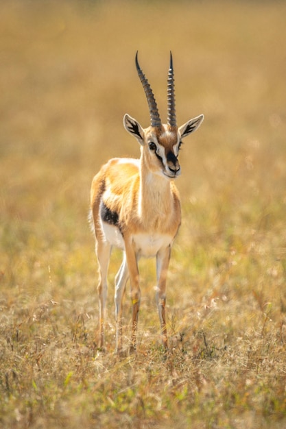 Photo thomson gazelle stands on savannah eyeing camera