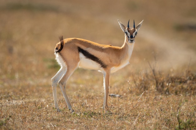 Foto thomson gazzella si trova nella savana guardando la telecamera