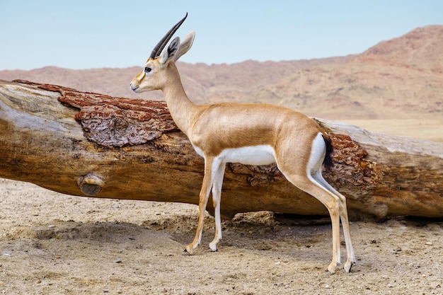 アフリカのサバンナに倒れた大きな木の横にいるトムソンガゼル