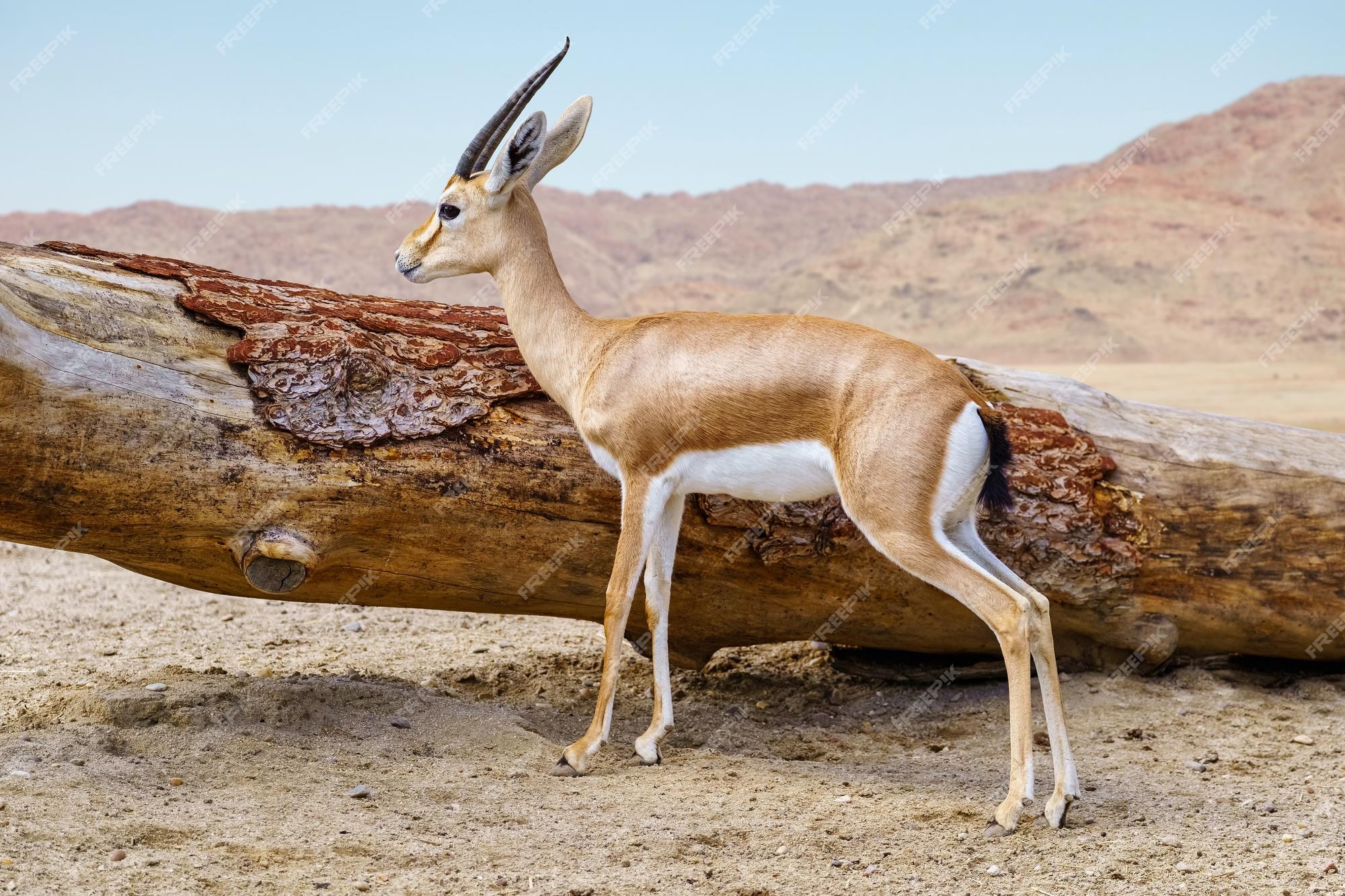 Premium Photo | Thomson's gazelle next to a large tree fallen in the  african savannah