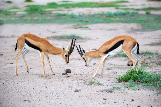 国立公園のサバンナで戦うトムソンガゼル