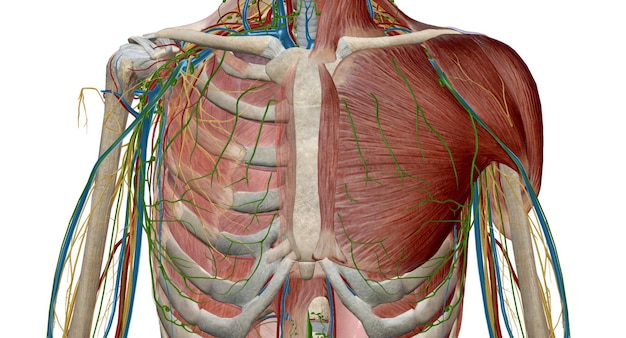 가 및 mediastinal 림프절과 림프관