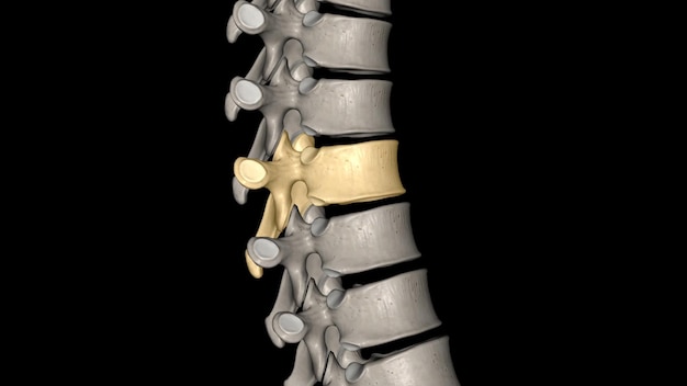 Photo thoracic vertebral t7