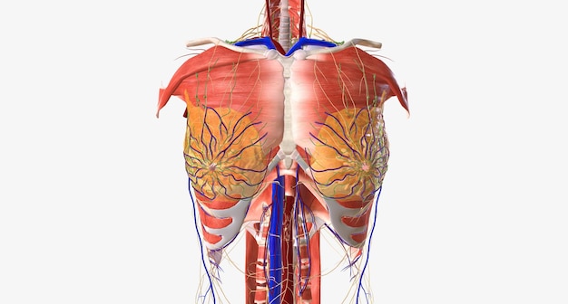 The thorax is the region of the trunk that extends from the neck to the abdomen