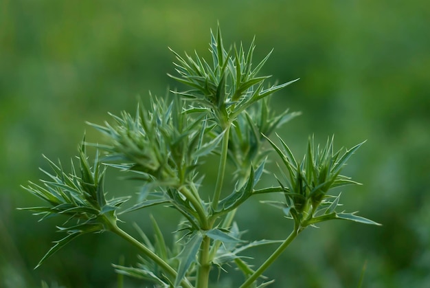 Thorn on a background of green grass