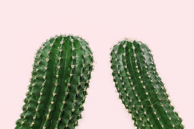Thorn cactus closeup. Spiny plants.