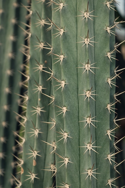 Thorn of cactus leaf background