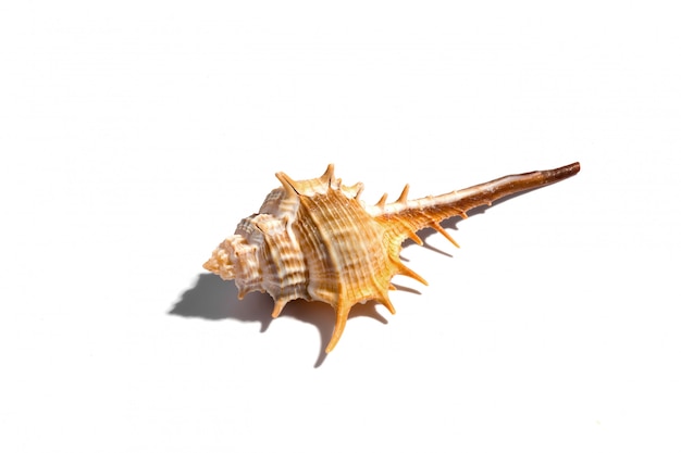 Thorn conch seashell on a white background