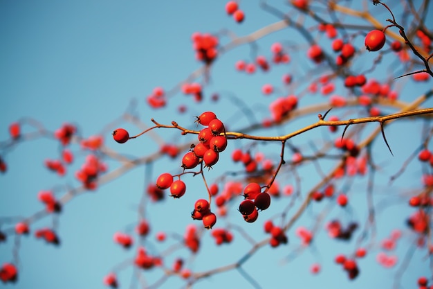 Thorn twigs with red ripe berries on blue sky background in autumn park in November