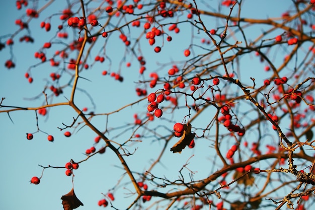 Thorn twigs with red ripe berries on blue sky background in autumn park in November