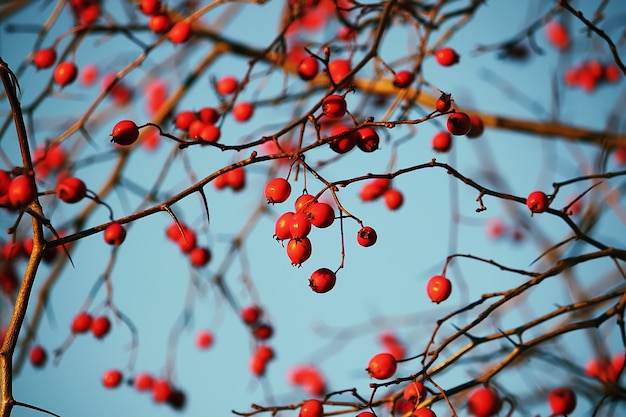Thorn twigs with red ripe berries on blue sky background in autumn park in November