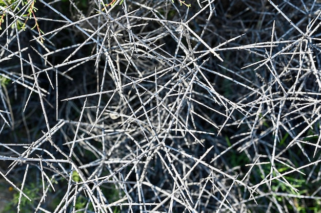 Thorns abstract background modern texture. Prickles, barb, bur, tiddler, prick plants. Branches