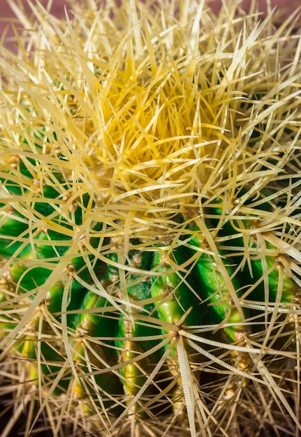 Thorns on cactus