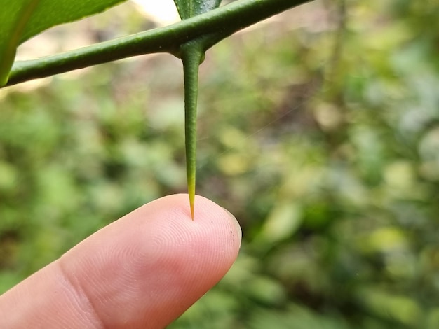 Thorns of kaffir lime branches Finger prick Blurred background Natural disaster