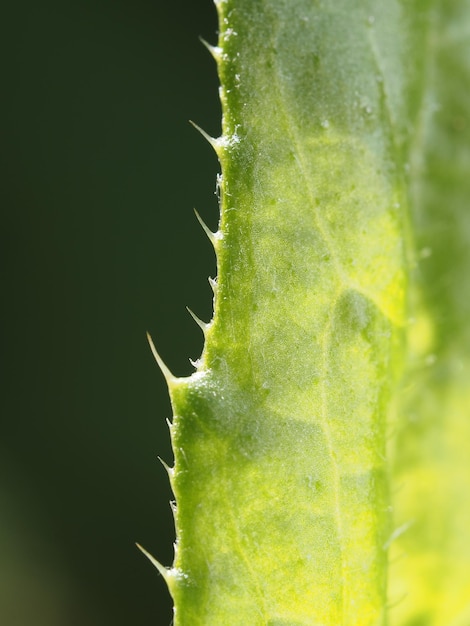 thorns on a plant leaf